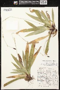 Carex plantaginea image