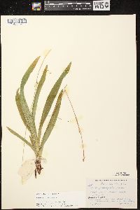 Carex plantaginea image