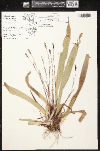 Carex plantaginea image