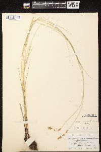 Carex prairea image