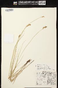 Carex projecta image