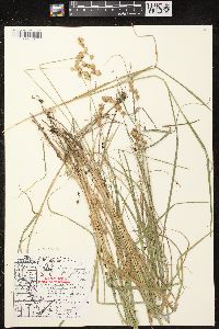 Carex projecta image