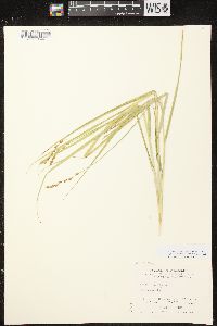 Carex projecta image