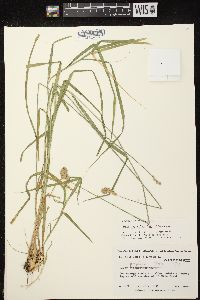 Carex projecta image