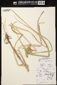 Carex pseudocyperus image