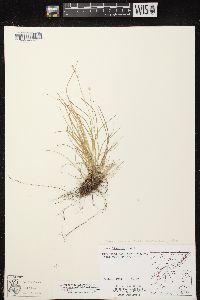 Carex radiata image