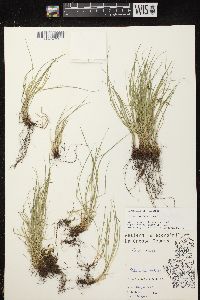 Carex radiata image