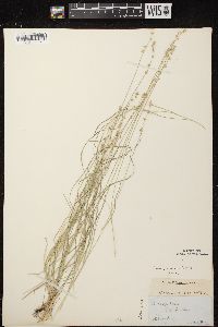 Carex radiata image