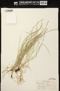 Carex radiata image