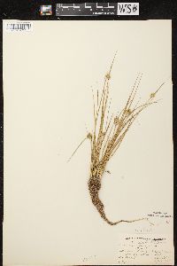 Carex viridula subsp. viridula image