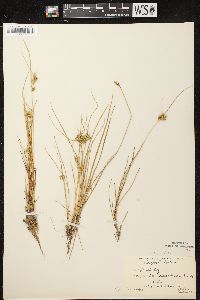 Carex viridula image