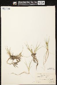 Carex viridula image