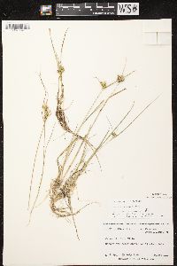 Carex viridula subsp. viridula image