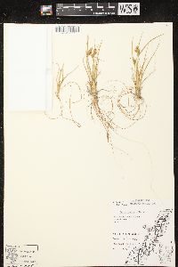 Carex viridula subsp. viridula image