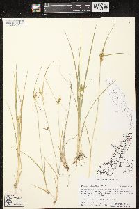 Carex viridula subsp. viridula image