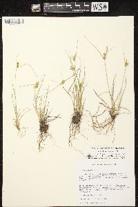 Carex viridula image