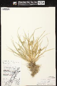 Carex viridula subsp. viridula image