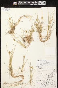 Carex viridula subsp. viridula image