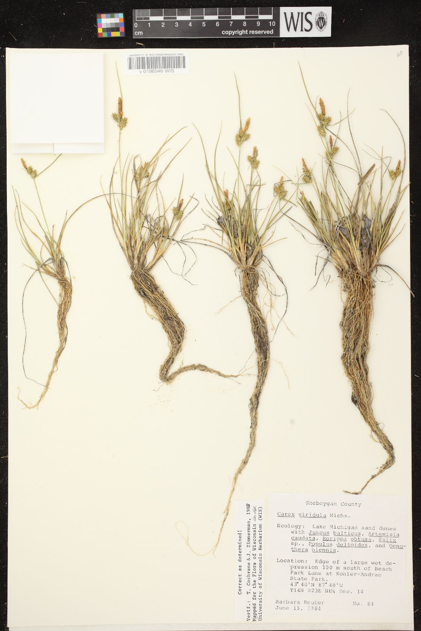 Carex viridula subsp. viridula image