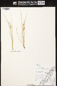 Carex viridula image