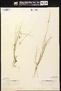 Carex viridula image