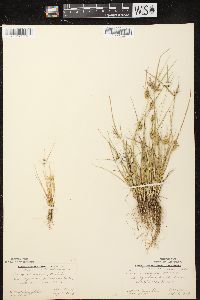 Carex viridula subsp. viridula image