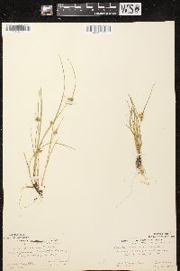 Carex viridula subsp. viridula image