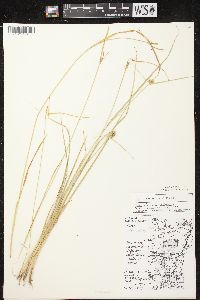 Carex viridula image