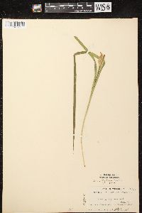 Carex typhina image