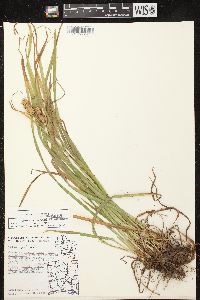 Carex typhina image