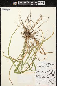 Carex typhina image