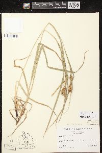 Carex typhina image