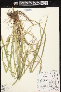 Carex typhina image