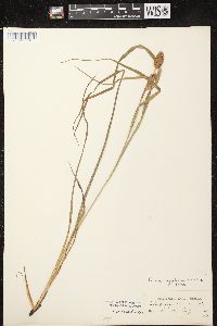 Carex typhina image