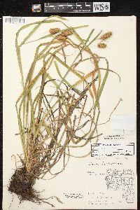 Carex typhina image