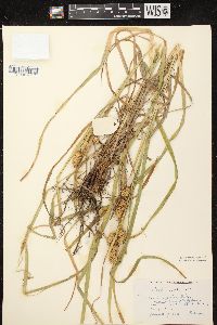 Carex typhina image