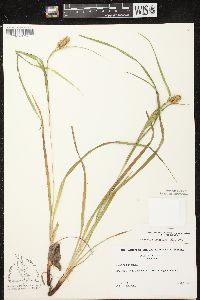 Carex typhina image