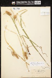 Carex typhina image