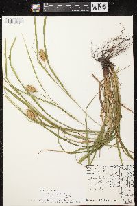 Carex typhina image