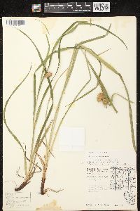 Carex typhina image