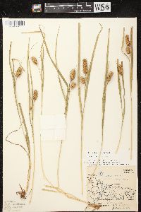 Carex typhina image