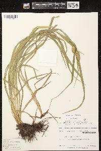 Carex typhina image