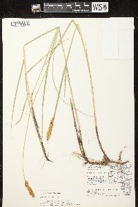 Carex sartwellii image