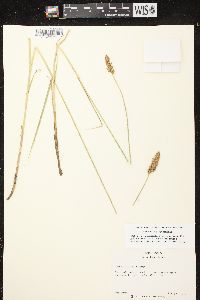 Carex sartwellii image