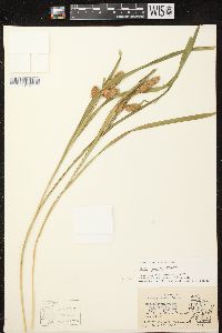 Carex typhina image