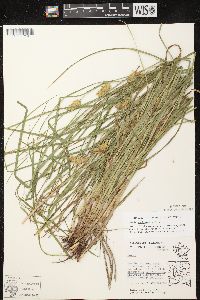 Carex tuckermanii image