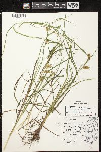 Carex tuckermanii image