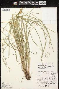 Carex tuckermanii image