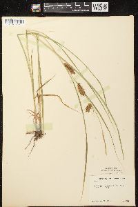 Carex tuckermanii image