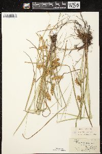 Carex tuckermanii image